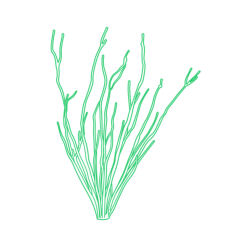 Plants Desert Plants Simple Line Art Svg, Free Vectors File